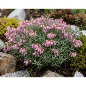 Androméda sivolistá (Andromeda polifolia)  ‘COMPACTA’ - kont.P9/P11