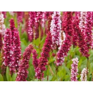Hadovník (Persicaria affinis) ´DARJELLING RED´ kont. C1L