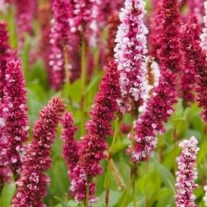 Hadovník (Persicaria affinis) ´DARJELLING RED´ kont. C1L