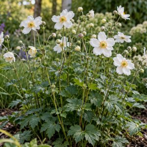 Veternica hupehenská (Anemone hupehensis) ´WHIRLWIND´ - kont.P9