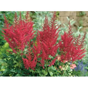 Astilba arendsová (Astilbe Arendsii) ´SPINELL´ kont. C1.5L