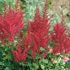 Astilba arendsová (Astilbe Arendsii) ´SPINELL´, kont. C1.5L