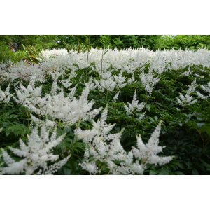 Astilba arendsová (Astilbe Arendsii) ´DIAMANT´, kont. C1.5L