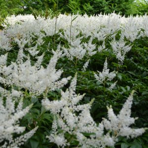 Astilba arendsová (Astilbe Arendsii) ´DIAMANT´, kont. C1.5L