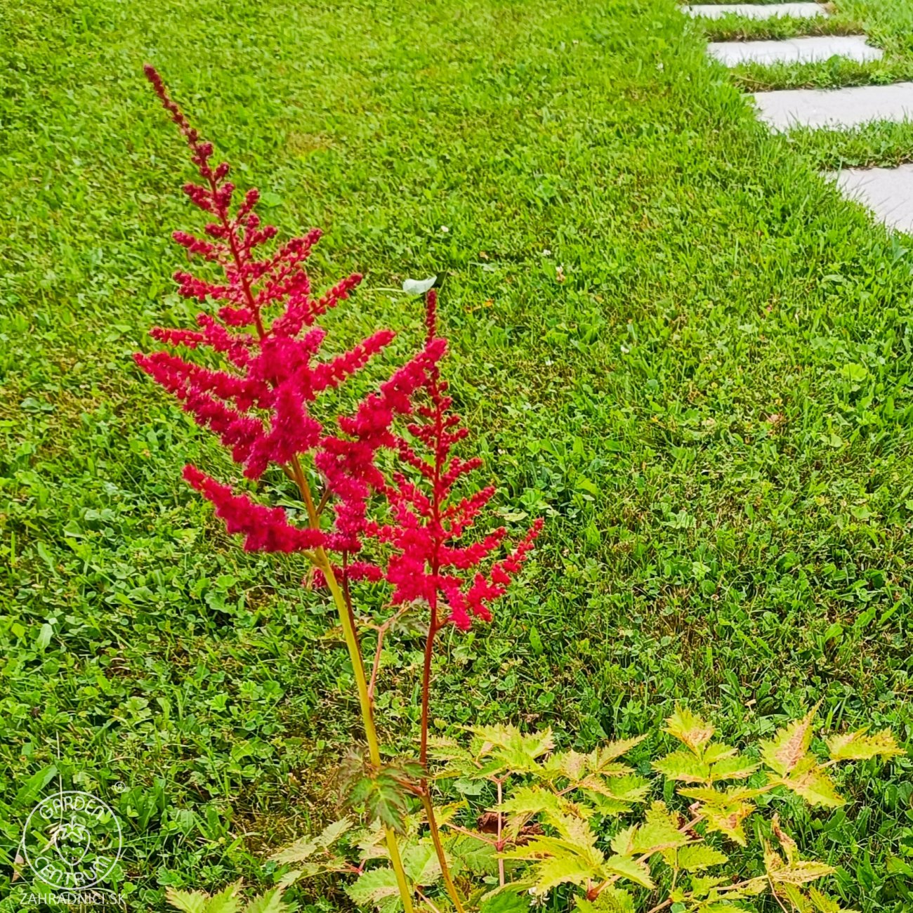 Obrázok Astilba arendsová (Astilbe Arendsii) ´SPINELL´ - kont. C1L