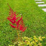 Astilba arendsová (Astilbe Arendsii) ´SPINELL´ - kont. C1L
