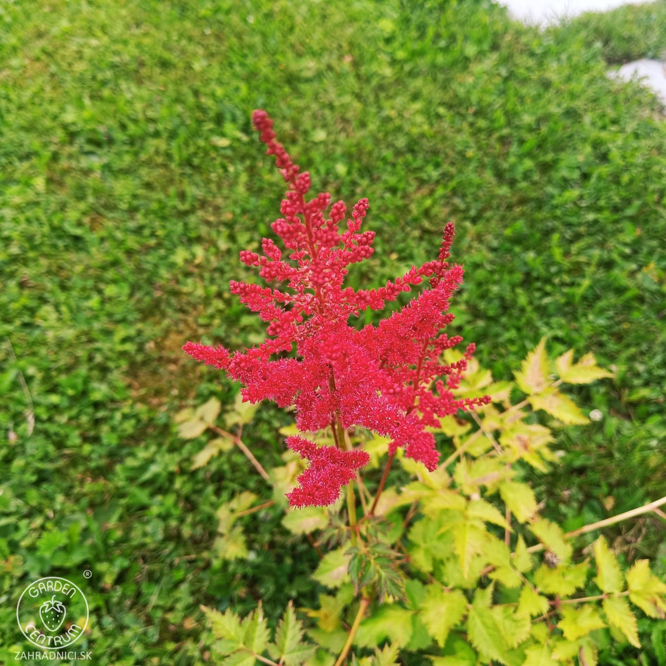Obrázok Astilba arendsová (Astilbe Arendsii) ´SPINELL´ - kont. C1L