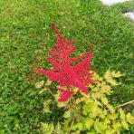 Astilba arendsová (Astilbe Arendsii) ´SPINELL´ - kont. C1L