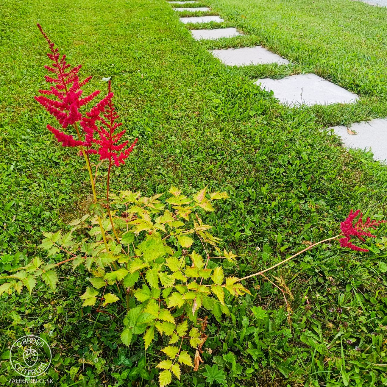 Obrázok Astilba arendsová (Astilbe Arendsii) ´SPINELL´ - kont. C1L