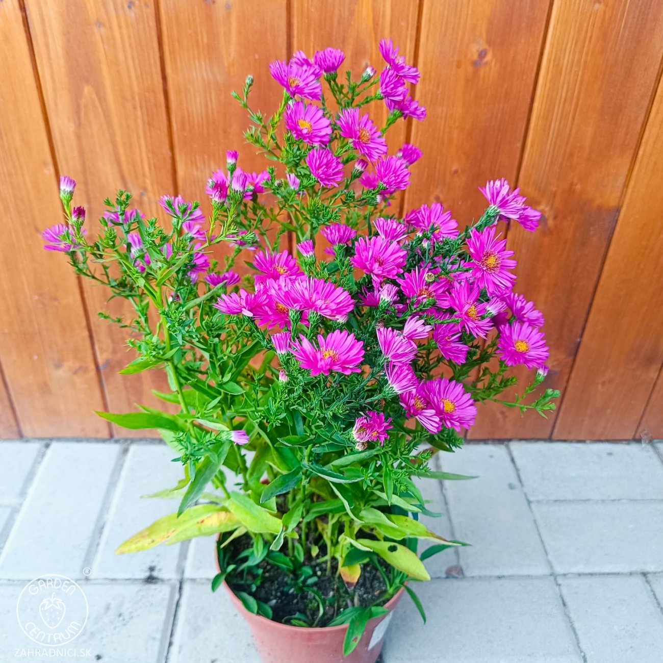 Obrázok Astra krovitá (Aster dumosus) ´ANNEKE´ - kont. C2L