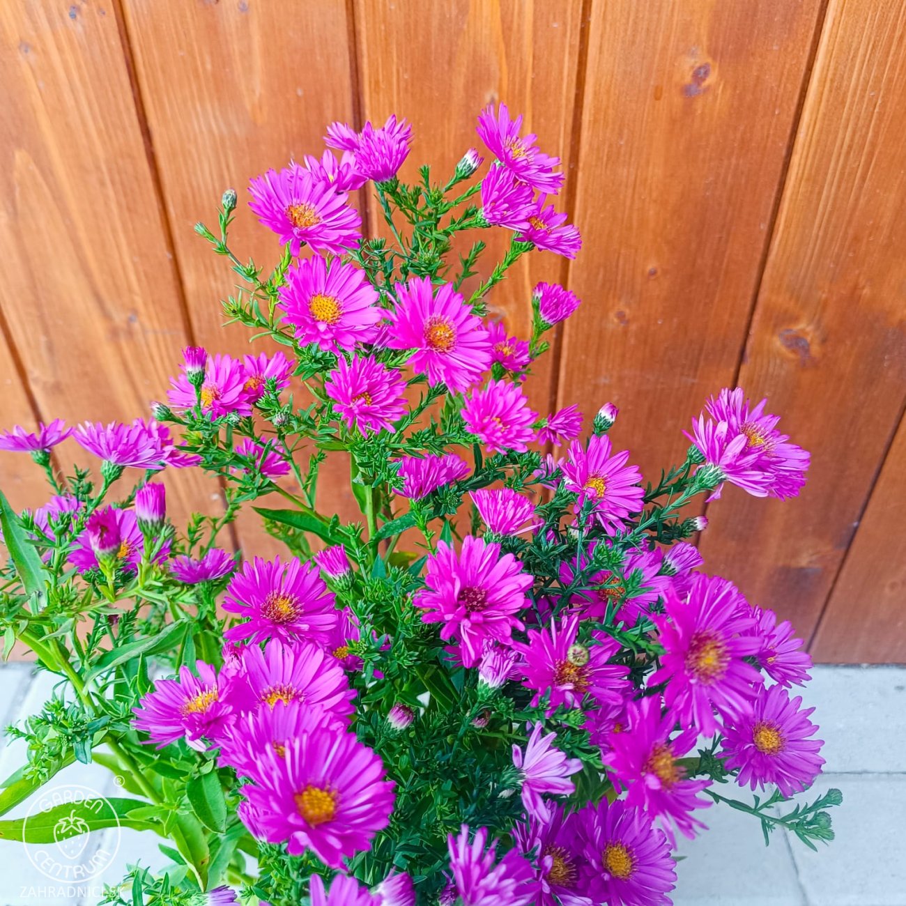 Obrázok Astra krovitá (Aster dumosus) ´ANNEKE´ - kont. C2L