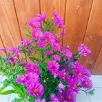 Astra krovitá (Aster dumosus) ´ANNEKE´ - kont. C2L