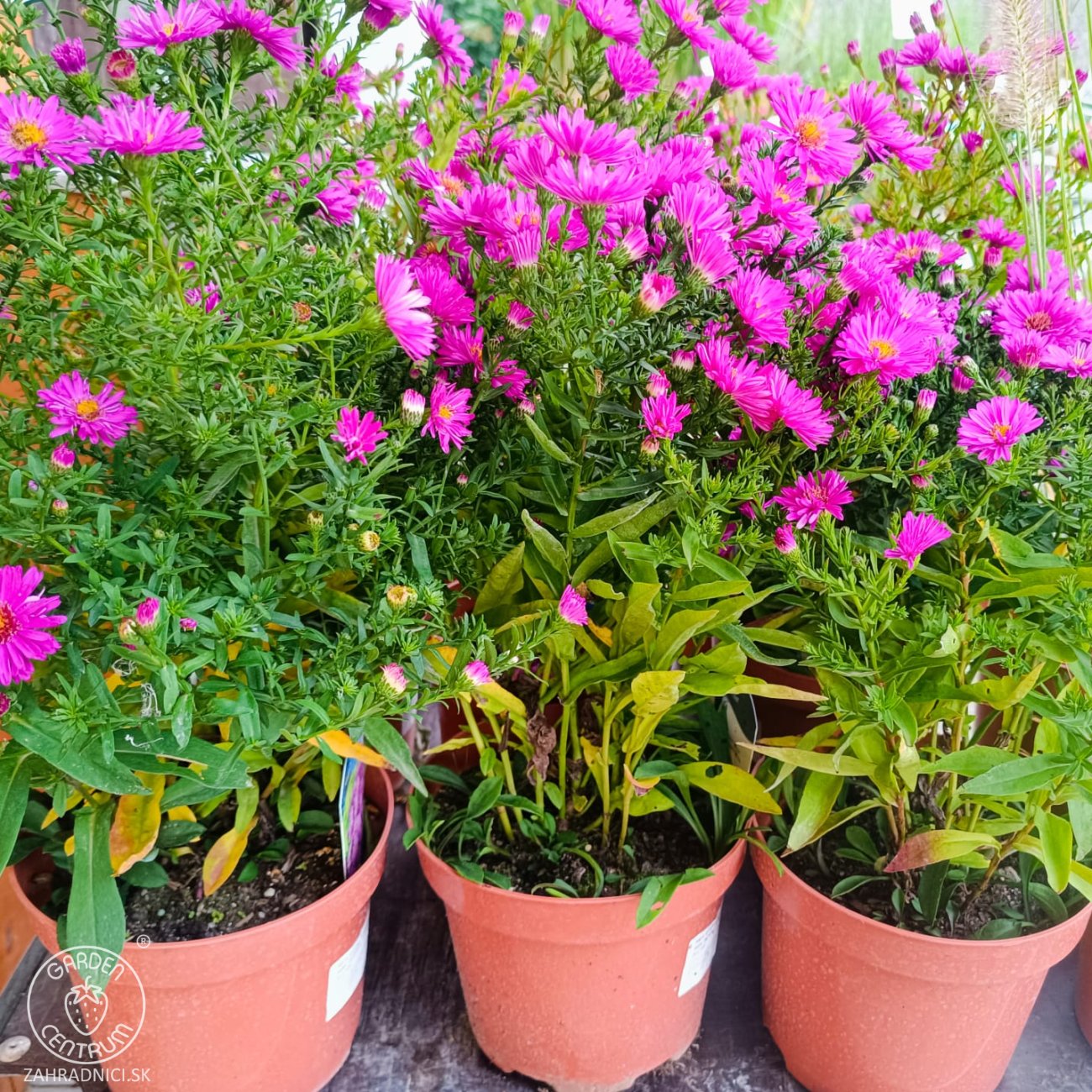 Obrázok Astra krovitá (Aster dumosus) ´ANNEKE´ - kont. C2L
