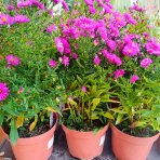 Astra krovitá (Aster dumosus) ´ANNEKE´ - kont. C2L