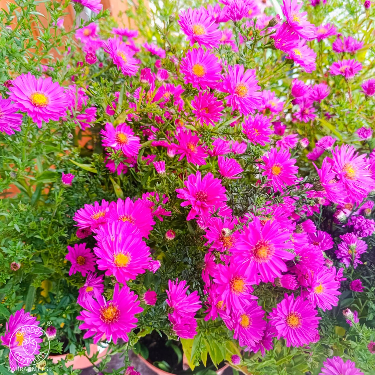 Obrázok Astra krovitá (Aster dumosus) ´ANNEKE´ - kont. C2L