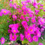 Astra krovitá (Aster dumosus) ´ANNEKE´ - kont. C2L