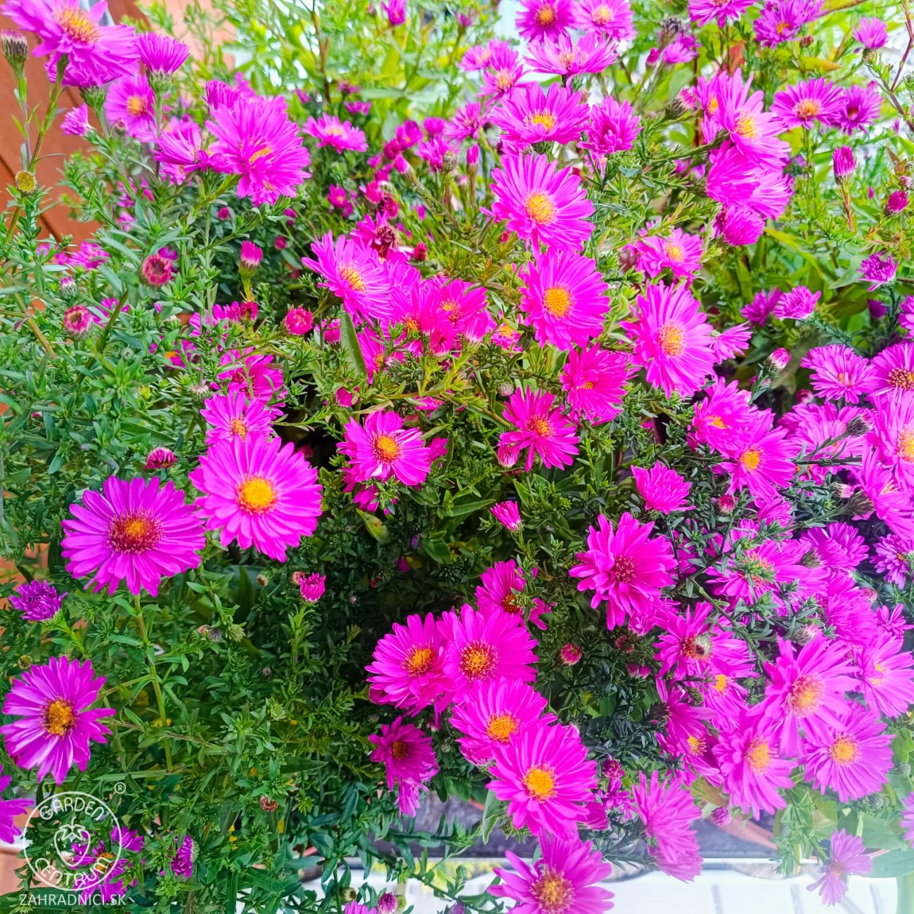 Obrázok Astra krovitá (Aster dumosus) ´ANNEKE´ - kont. C2L