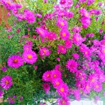 Astra krovitá (Aster dumosus) ´ANNEKE´ - kont. C2L