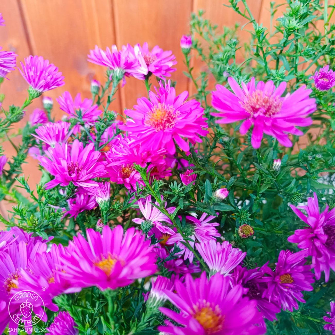 Obrázok Astra krovitá (Aster dumosus) ´ANNEKE´ - kont. C2L