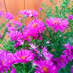 Astra krovitá (Aster dumosus) ´ANNEKE´ - kont. C2L