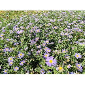 Astra kopcová (Aster amellus) ´RUDOLF GOETHE´ kont. P9