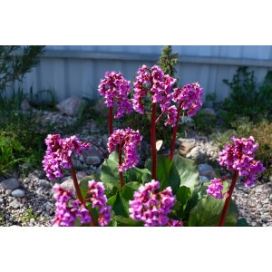 Bergénia srdcovitolistá (Bergenia cordifolia) ´ROTBLUM´ kont. P9