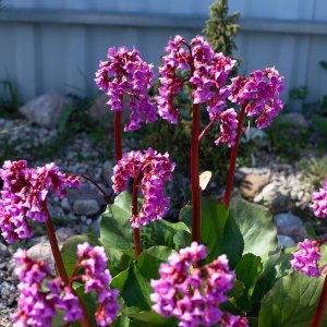 Bergénia srdcovitolistá (Bergenia cordifolia) ´ROTBLUM´, kont. P9