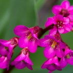 Bergénia srdcovitolistá (Bergenia cordifolia) ‘ROTBLUM’ – kont. P9