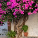 Bugenvilea (Bougainvillea) ‘VIOLET DE MÈZE’ – výška 20-30 cm, kont. P9