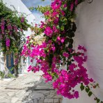 Bugenvilea (Bougainvillea) ‘VIOLET DE MÈZE’ – výška 20-30 cm, kont. P9