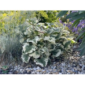 Brunera veľkolistá (Brunnera macrophylla) ´VARIEGATA´ kont. C1.5L