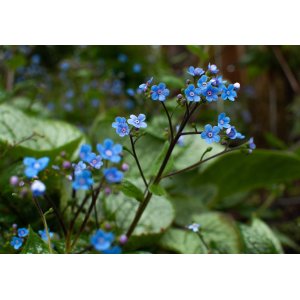 Brunera veľkolistá (Brunnera macrophylla) ´JACK FROST´- kont. C1L