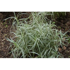 Ostrica muskigumenská (Carex Muskingumensis) ´BICOLOR FOUNTAIN´ kont. P9