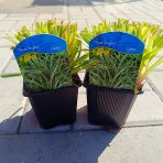 Ostrica previsnutá (Carex dolichostachya) ‘SILVER SCEPTRE’ - kont. P9