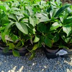 Čemerica východná (Helleborus orientalis) ´DOBLE DARK PINK´ - kont. C1L