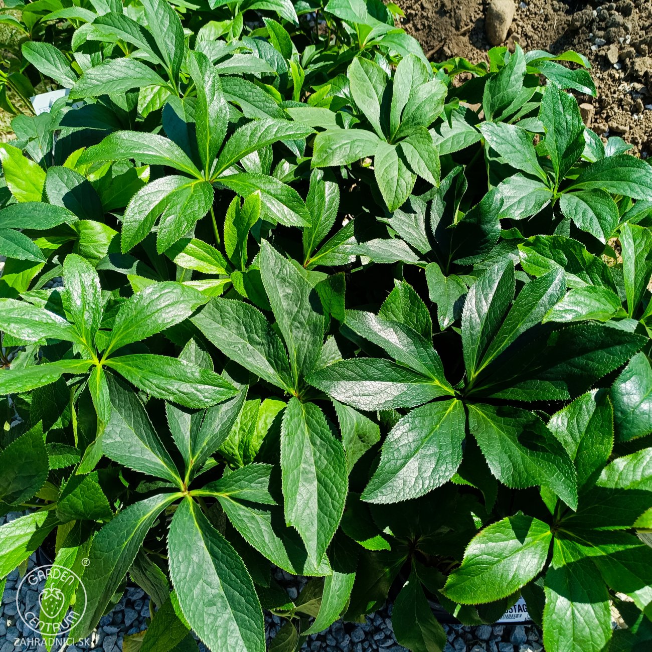 Obrázok Čemerica východná (Helleborus orientalis) ´DOBLE DARK PINK´ - kont. C1L