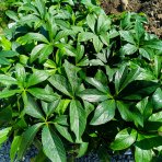 Čemerica východná (Helleborus orientalis) ´DOBLE DARK PINK´ - kont. C1L