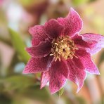 Čemerica východná (Helleborus orientalis) ´DOBLE DARK PINK´ - kont. C1L
