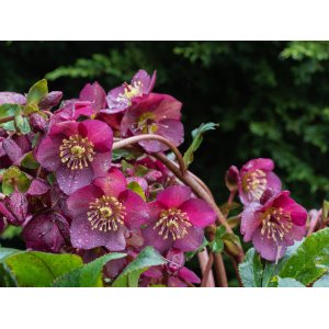 Čemerica východná (Helleborus orientalis) 'HALCYON EARLY DARK RED' - kont. C2L
