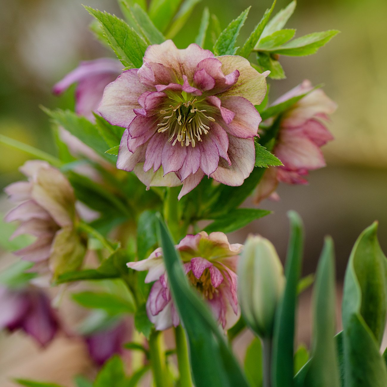 Obrázok Čemerica východná (Helleborus orientalis) ´DOUBLE ELLEN PINK´ - kont. C1L