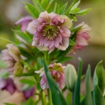 Čemerica východná (Helleborus orientalis) ´DOUBLE ELLEN PINK´ - kont. C1L
