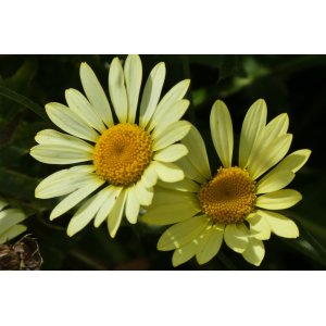 Margarétka (Leucanthemum x superbum) ´REAL CHARMER´- C1L