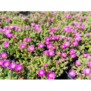 Poludňovka (Delosperma) ´JEWEL OF DESERT´ kont. P9