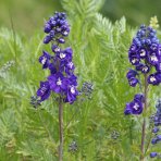 Stračonôžka (Delphinium Delphina) ‘DARK BLUE’ - kont. C1L