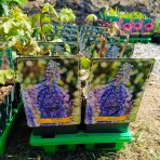 Stračonôžka (Delphinium Delphina) ‘DARK BLUE’ - kont. C1L