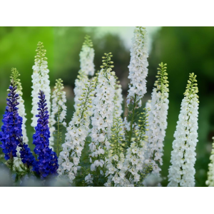 Stračonôžka (Delphinium) 'GALAHAD' - P9