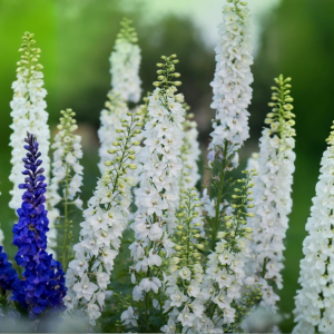 Stračonôžka (Delphinium) 'GALAHAD' - P9
