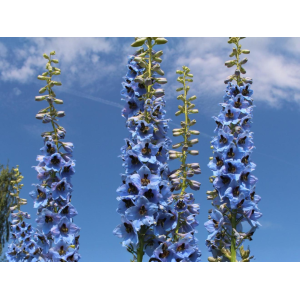Stračonôžka (Delphinium) 'BLUE BIRD' - P9