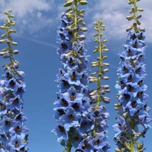 Stračonôžka (Delphinium) 'BLUE BIRD' - P9