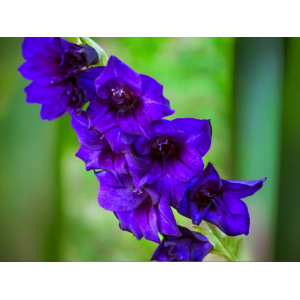 Stračonôžka (Delphinium) ´BLACK KNIGHT´- kont. P9